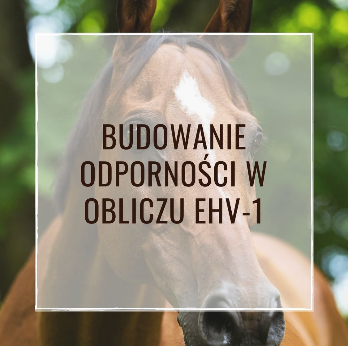 Budowanie odporności w obliczu EHV – 1