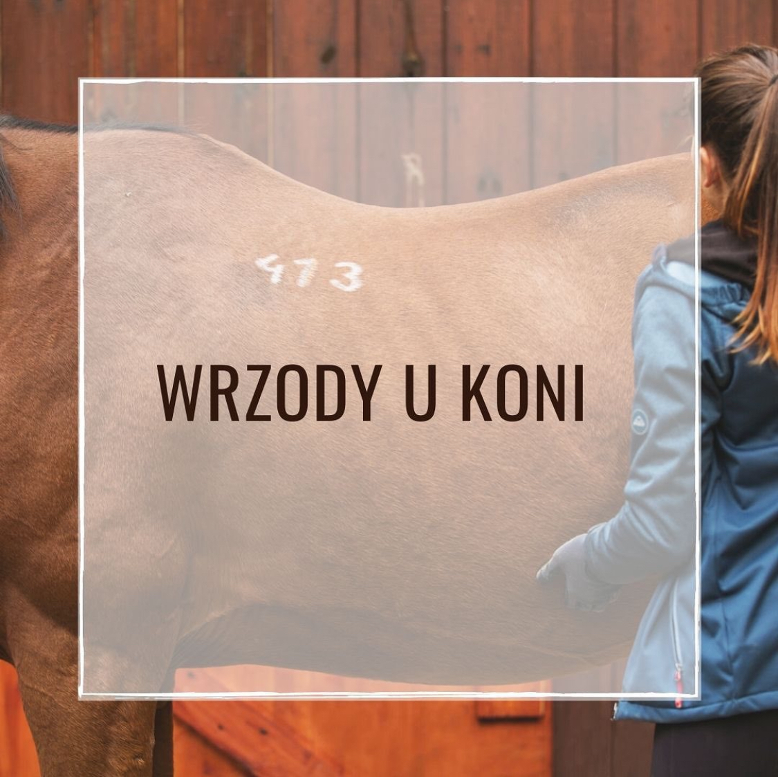 Wrzody u koni