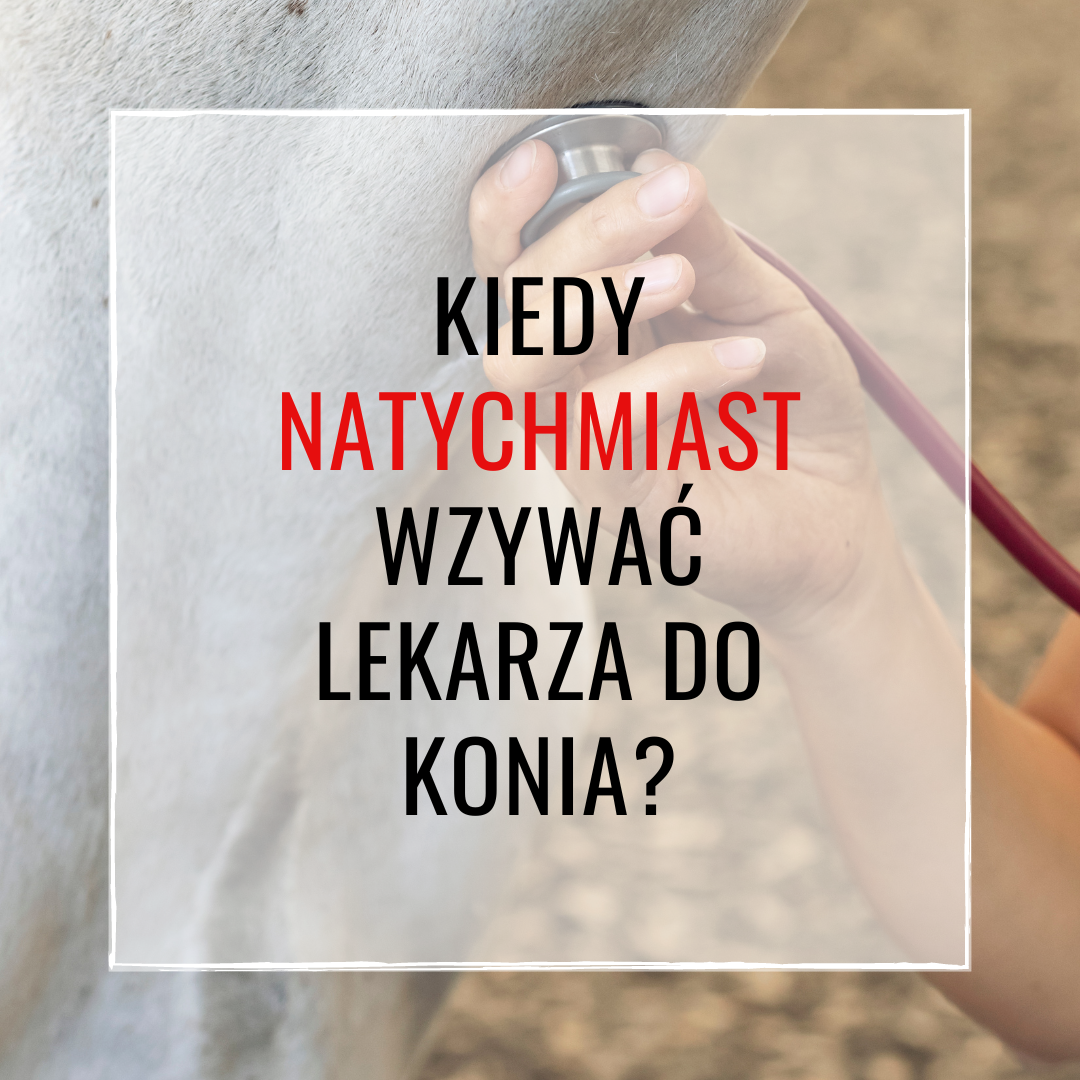 Kiedy natychmiast wzywać weterynarza?